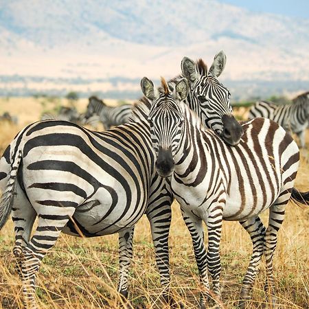 Lake Natron Maasai Giraffe Eco Lodge And Camping Mtowabaga Bagian luar foto