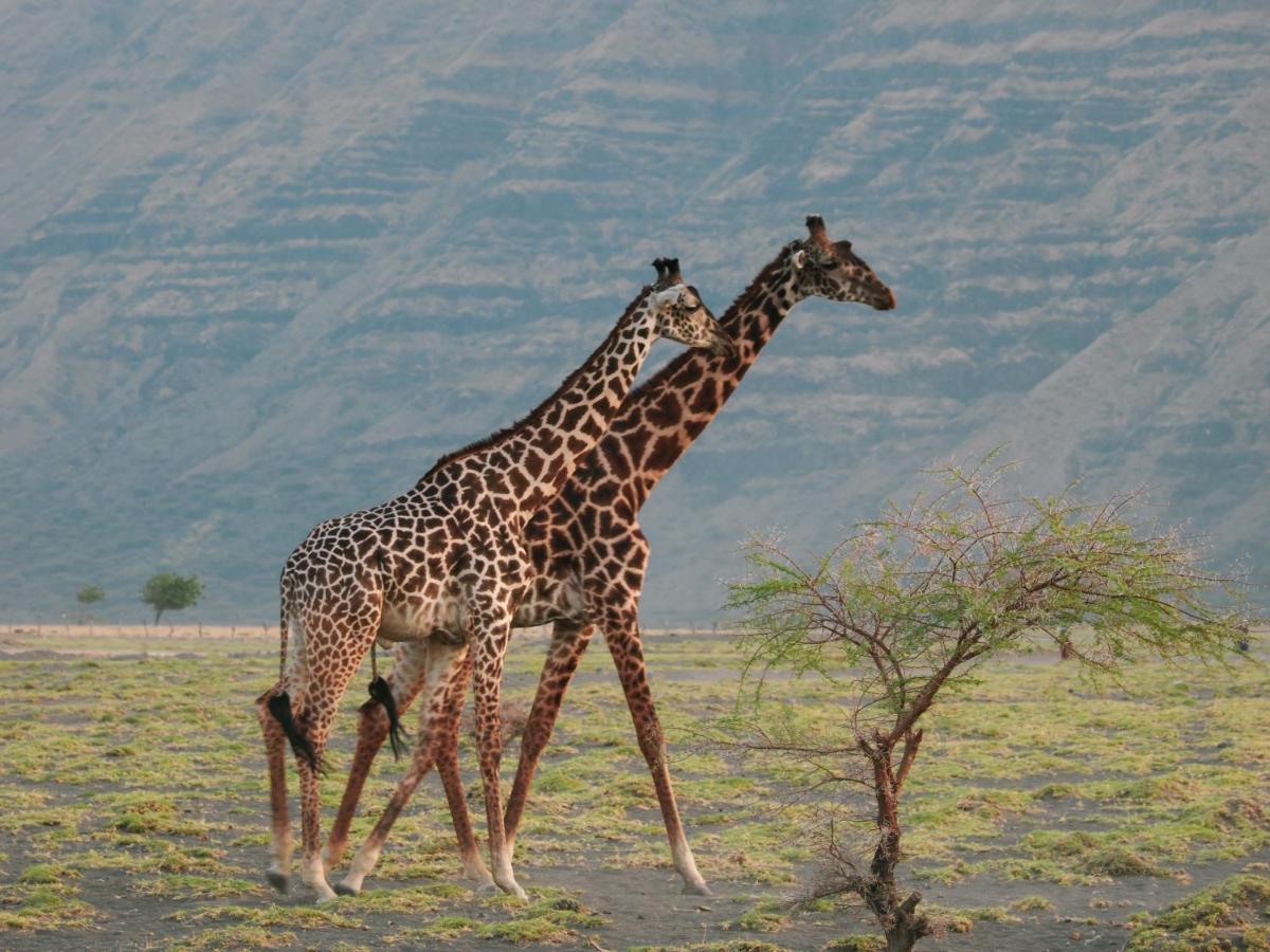 Lake Natron Maasai Giraffe Eco Lodge And Camping Mtowabaga Bagian luar foto