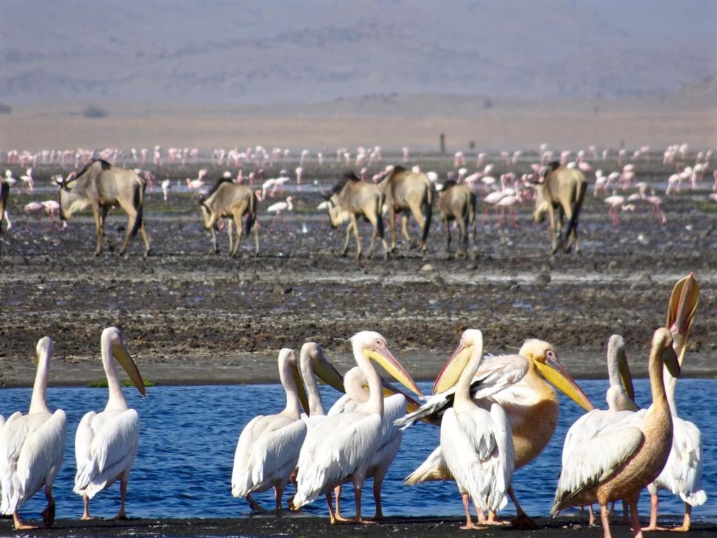 Lake Natron Maasai Giraffe Eco Lodge And Camping Mtowabaga Bagian luar foto
