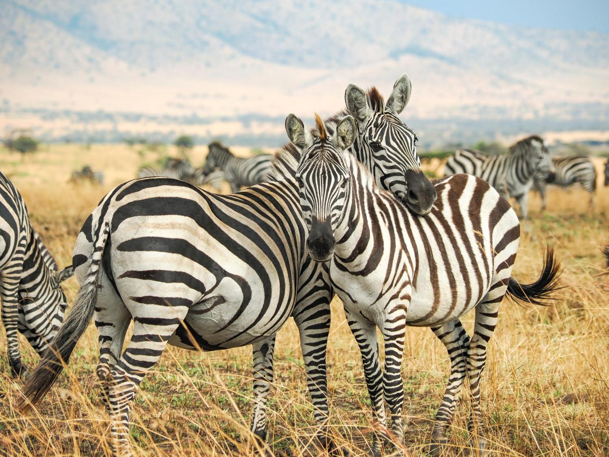 Lake Natron Maasai Giraffe Eco Lodge And Camping Mtowabaga Bagian luar foto